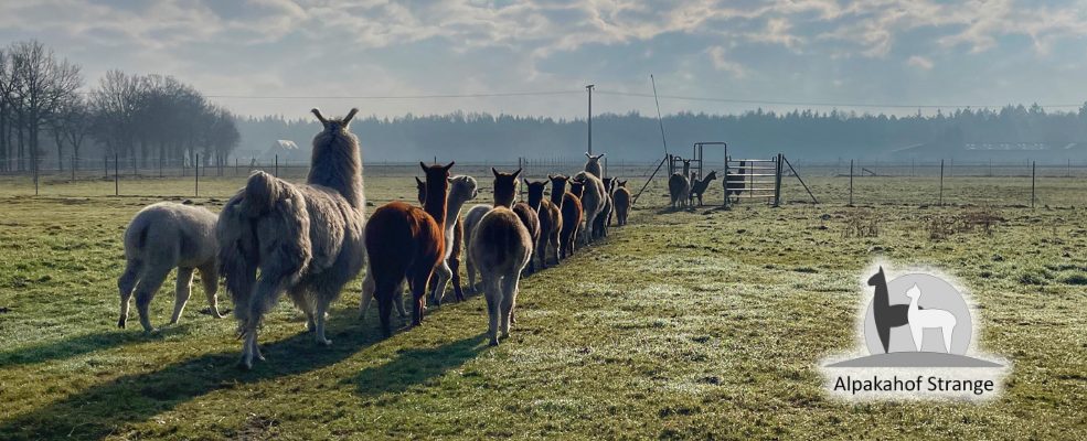 Alpakahof-Strange