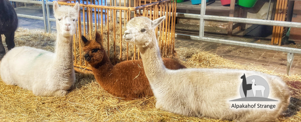 Alpakahof-Strange