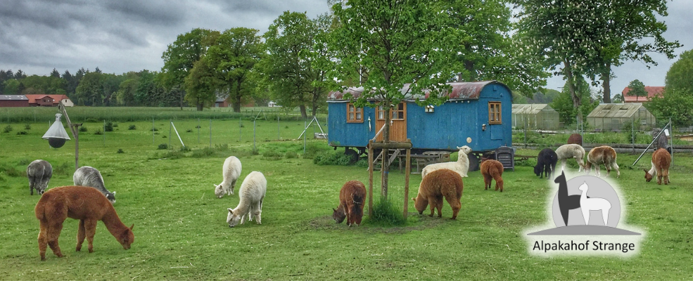 �bernachtungen-im-Zirkuswagen