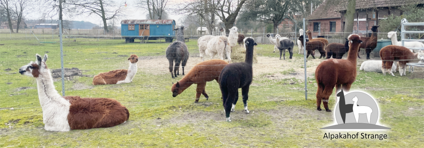 bernachtungen-im-Zirkuswagen