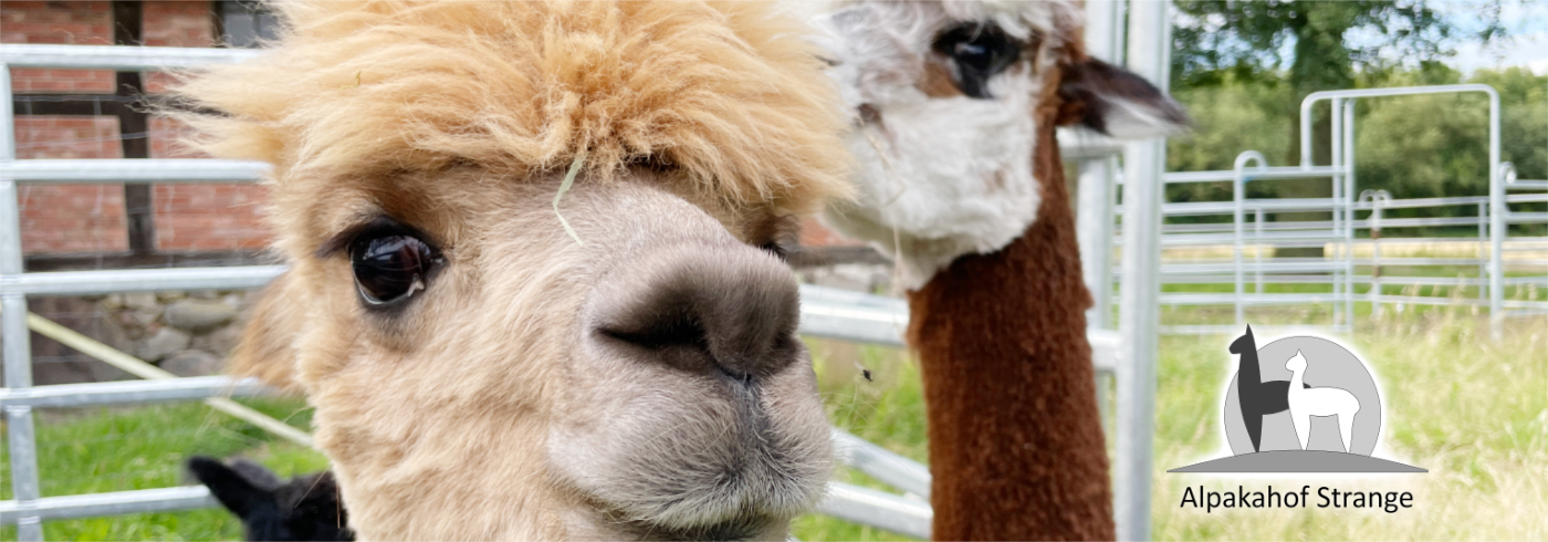 Alpakahof-Strange
