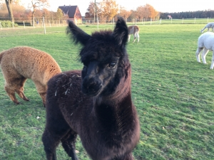 Heupaket 15kg Futterspende