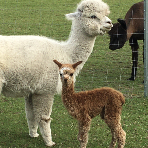 Gutschein Alpaka Wanderung Nur FR EUCH ZWEI 2 Std.