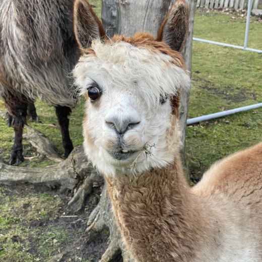 Patenschaft fr Alpaka  GOLDEN GIRL
