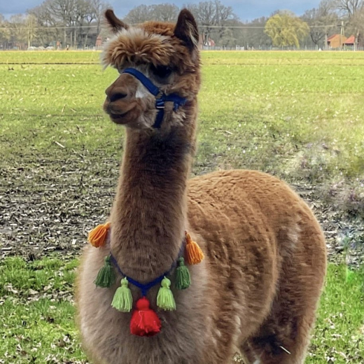 Patenschaft fr Alpaka VALENTIN