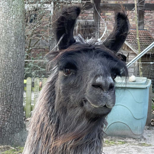 Patenschaft fr Lama  MARACUJA