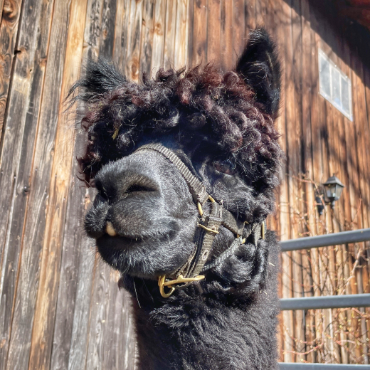 Patenschaft fr Alpaka  HENRY