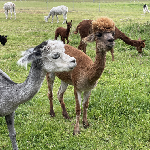 Gutschein Wanderung Kaffee fr 1 zweite Person 3h