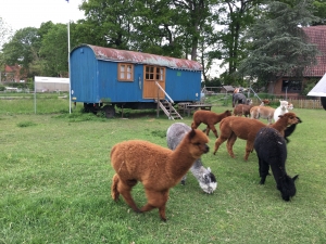 bernachtung im Zirkuswagen auf der Alpakaweide fr 3 Personen