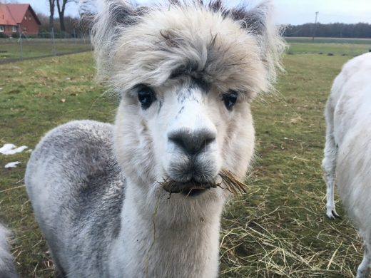 Kindergeburtstag auf dem Alpakahof