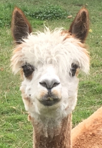 Wochenende auf der Alpakaweide mit Halbpension