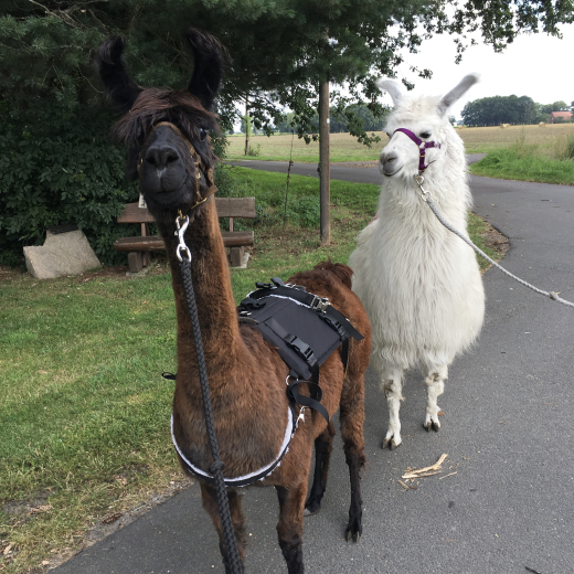 Gutschein Alpaka Wanderung NUR FR DICH 2 Std.