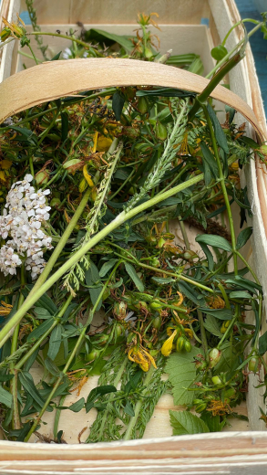 Gutschein Alpaka Kruterwanderung am 27.6.2026