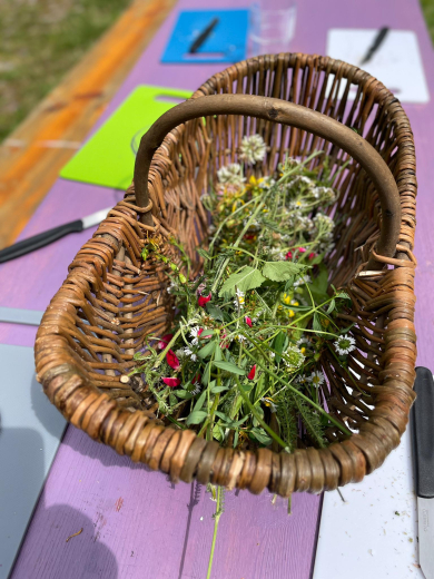 Gutschein Alpaka Kruterwanderung am 6.9.2026 mit Nicole Lampe