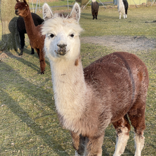 Gutschein Alpaka Wanderung am 16.11.25 um 11 Uhr
