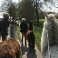 Gutschein Alpaka Wanderung fr eine Person 2 Std.