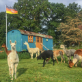 bernachtung im Zirkuswagen auf der Alpakaweide fr 2 Personen pro Nacht