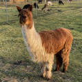 Patenschaft fr Alpaka  HENRYETTE