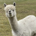 Patenschaft fr Alpaka  SALLY