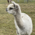 Patenschaft fr Alpaka  SALLY