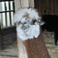 Patenschaft fr Alpaka  HENRIK