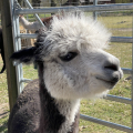 Patenschaft fr Alpaka Mario