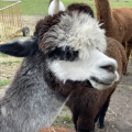 Patenschaft fr Alpaka  SALOME