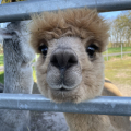 Patenschaft fr Alpaka Stormdancer