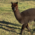 Patenschaft fr Alpaka  ROSALIE