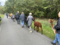 Gutschein Alpaka Wanderung am 14.12.25 um 11 Uhr