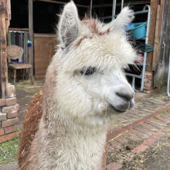 Gutschein Alpaka Wanderung fr 1 zweite Person 2h