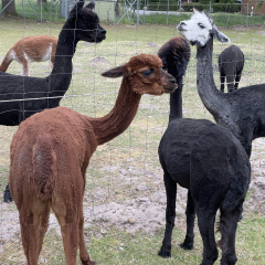 Gutschein Alpaka Hoffhrung fr 1- 3 Personen 30 Min.