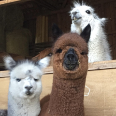 Gutschein Lama und Alpaka Meet & Greet fr zwei Personen 3 Std.
