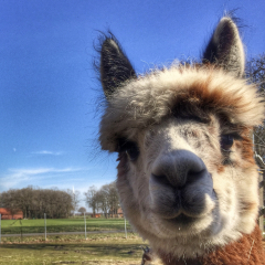 Patenschaft fr Alpaka  HENRIK