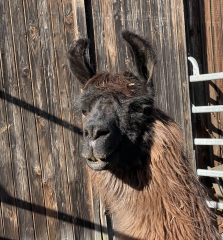 Patenschaft fr Lama  CHICA