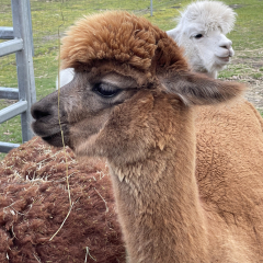 Patenschaft fr Alpaka  Amber