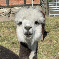 Patenschaft fr Alpaka Mario