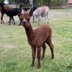 Gutschein Hoffhrung fr 1 weitere Person 30 Min.