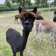 Gutschein Alpaka Wanderung mit Glhwein fr eine Person 3h
