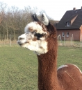 Gutschein Wanderung Kaffee/Glhwein fr 1 zweite Person 3h
