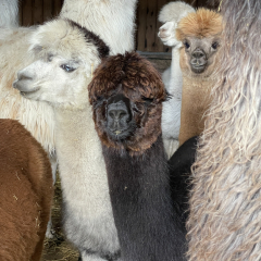 Patenschaft fr Alpaka  ROSALIE
