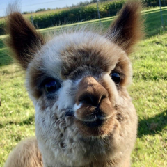 Gutschein Mit Alpakas on Tour als Familie plus Kaffee auf der Weide