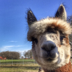 Gutschein Alpaka Wanderung NUR FR DICH 2 Std.